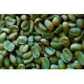 Extracto de grano verde de café de los ácidos clorogénicos naturales